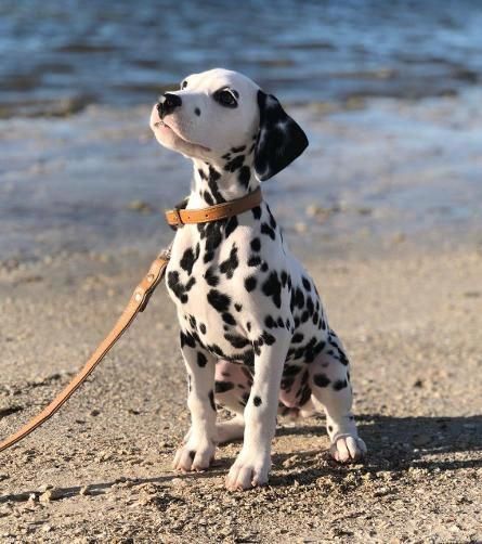 babydogdoo - My dog loves the beach