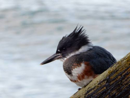 Belted Kingfisher examining the waters for fish with a very studious look.   Adult females have extr