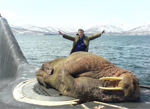 sixpenceee:This walrus fell asleep on a Russian submarine. 