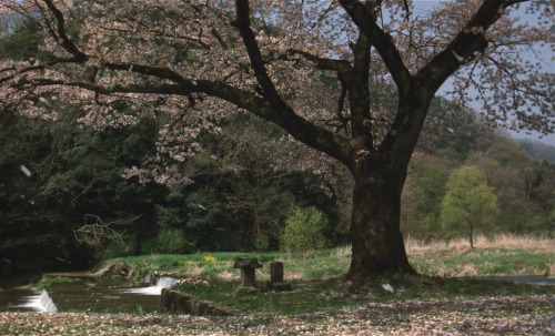 idleminds:The Taste of Tea (2004) ‘茶の味’ dir. Katsuhito Ishii