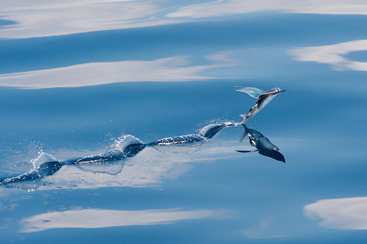rorschachx:  A flying fish glides across the ocean surface to evade a ravenous tuna