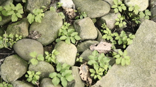 Bosques y selvas en miniatura