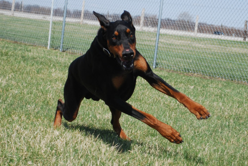 themaxdavis:  Doberman by Gilles 