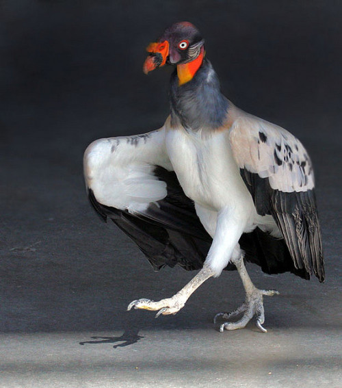 edge-of-existence-edge: The king vulture’s scientific name is Sarcoramphus papa; Sacroram