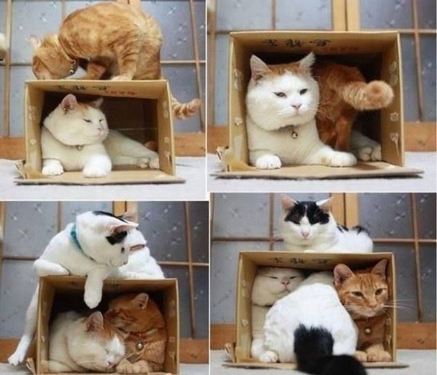 catsbeaversandducks:
“ It’s International Box Day!
Photos via BuzzFeed
”