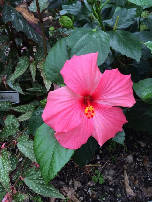 lochnessamonster:Different shades of hibiscus.