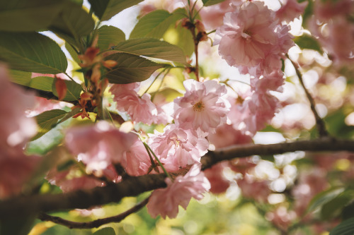 2022-04-16Spring, Double flowering cherry blossomsCanon EOS R3 + RF15-35mm f2.8L ISInstagram  |  hwa