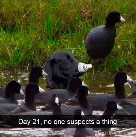 Animal snaps (via)