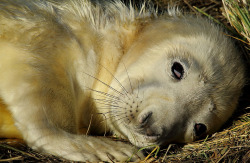 llbwwb:  Grey Seal pup - just a few hours old (by WILDMANOFTHEWOODS2012)