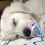 zombiepuppies