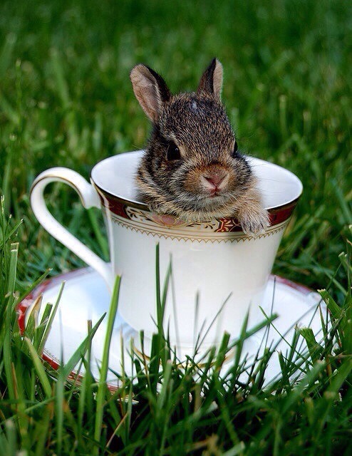 gobroadway:  bunnies in tea cups 🐇☕️