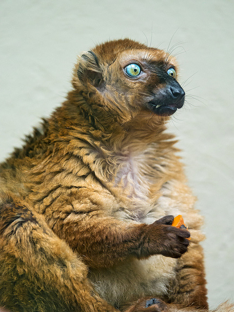 Eating female Sclaters lemur by Tambako the Jaguar on Flickr.