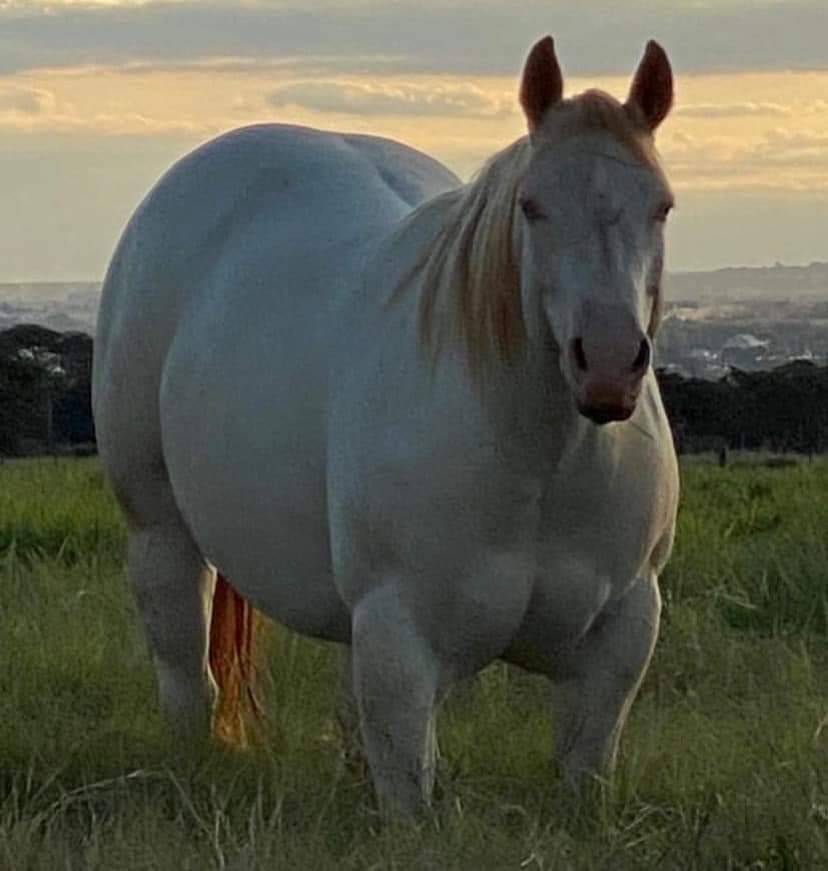 craigslisthorses:a “picture perfect” embryo donorgawd dahm boi she THICC