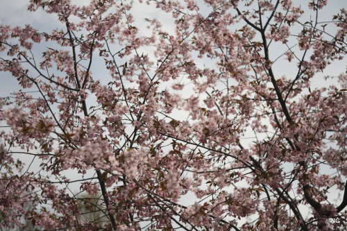 Sakura time.