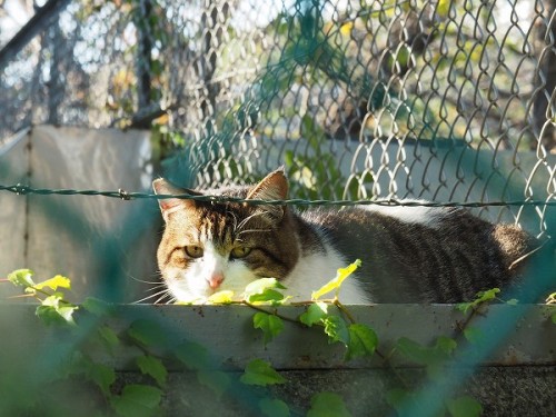 金網の向こうは猫の安全地帯。冷ややかな目で人間を観察するキジトラさん。A cat observing me through a wire netting.  The other side of the