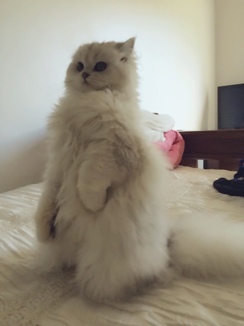 Killer Cat