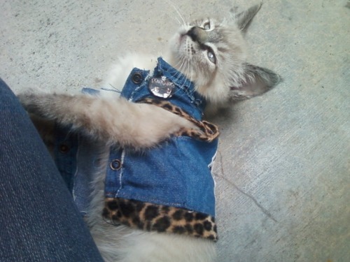 riker-wears-a-skant:  andacardigan:  oldtownlove:  artduspectacle:  photosynthelys:  I’m in love  actually Sam as a cat.  the most illest cat in the world  Fuckkkkkk.  I WANT A FOLK-PUNK CAT 