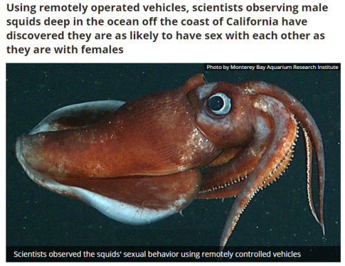 riftings:  bisexualbaker:  stilesisbiles:  sorrynotsorrybi:  Totally here for bi squids. (full article here)   I couldn’t resist  You have no idea how here I am for bi squids (and other cephalopods).  @theoctopusnods !!!! 