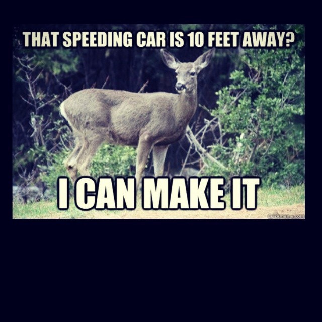 I promise you, they must think this and then try it!!! Lol #deer #crazy #countrylife #hilarious