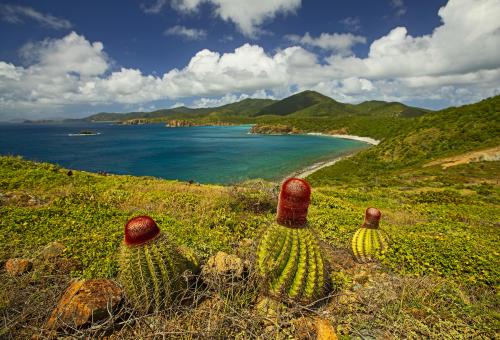 oneshotolive:  Think Spring! Ram Head Trail - Virgin Islands National Park, St. John [OC] [4000x2717] 📷: ChartFrogs 