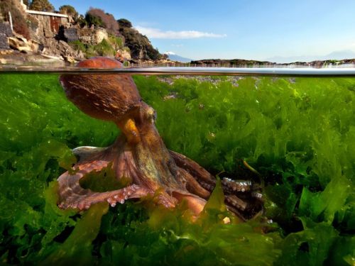 Octopus, Vesuvius, Italy by Pasquale Vassallo for National Geographic.