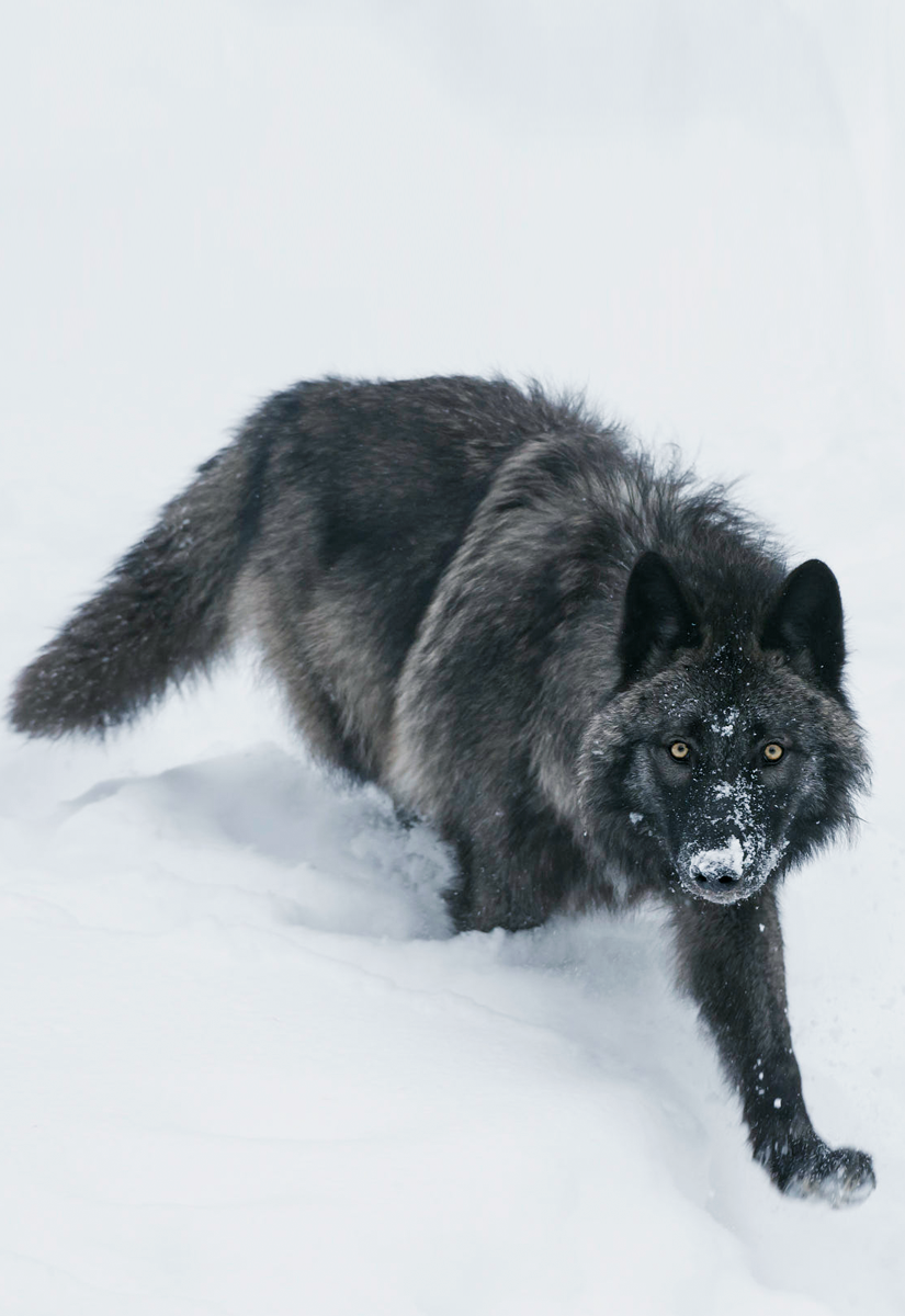 Black Wolf Tumblr