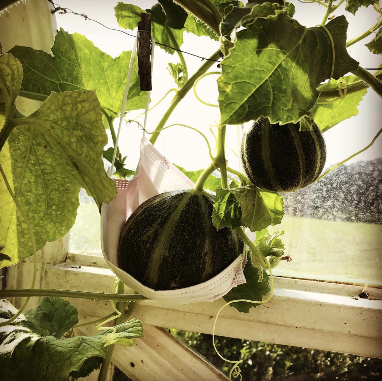 Ever wondered what to do with all those used disposable medical masks? Here’s an idea - use them as hammocks for heavy hanging fruit in your garden. This comfy fruit is a Ogen Melon (Cucumis melo reticulatus), an heirloom variety of muskmelon...