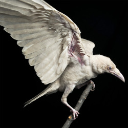 woahdudenode: Pearl, a rare albino raven.