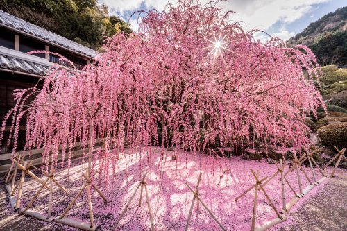 gkojax: wasabitoolさんのツイート: この景色を見るのに4年かかりました 見渡す限りピンクに染まる枝垂れ梅が美しい #淡路島 t.co/vPyfjpR9cF