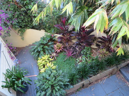 ryttu3k:Garden update! Last post: 23rd September.First row: plants near the front door. Compared to 