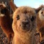 god-of-alpacas