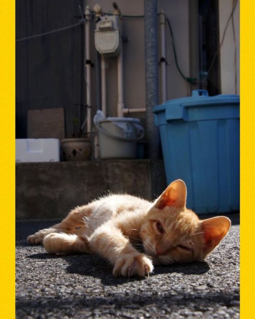 暑いし… #fixx201309 #シッポ追い #tailchaser #猫 #ねこ #ネコ #cat #cats #猫写真 #東京猫 #外猫 #地域猫 #ねこ部 #まちねこ #ネコスタグラム #猫好