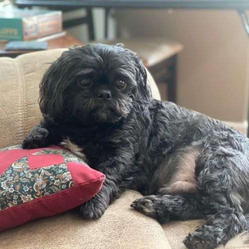 <p>Lester here with my Saturday photo dump - this is the fun stuff I did this week!</p>

<p>#shihtzu #shihtzusofinstagram #lesterpawfus #blackdog  (at Ridgetop, Tennessee)<br/>
<a href="https://www.instagram.com/p/CSSxu9XrO8i/?utm_medium=tumblr">https://www.instagram.com/p/CSSxu9XrO8i/?utm_medium=tumblr</a></p>