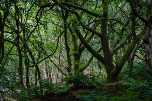 Wye Valley by Lana Van Damme