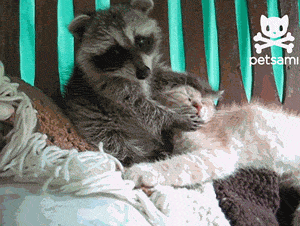 koni-and-her-chaos:  foxytricks:  accurate portrayal of how i try to show my affection