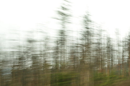 Horizontal movement. Waagerechte Bewegung.Forest trees in the Harz Mountains, taken from the Mount B