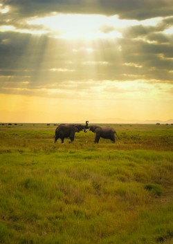 schokopenis:  Elephants in Amboseli/Kenya by Nacho Coca