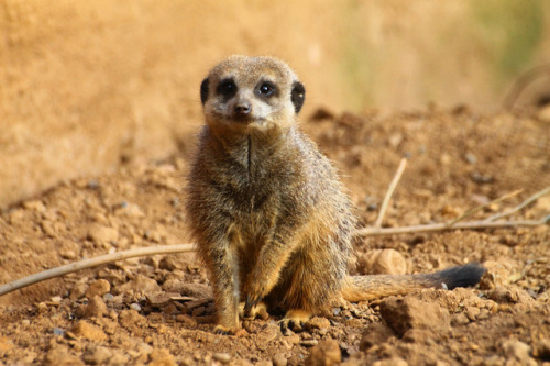 Curious Meerkat on Flickr.