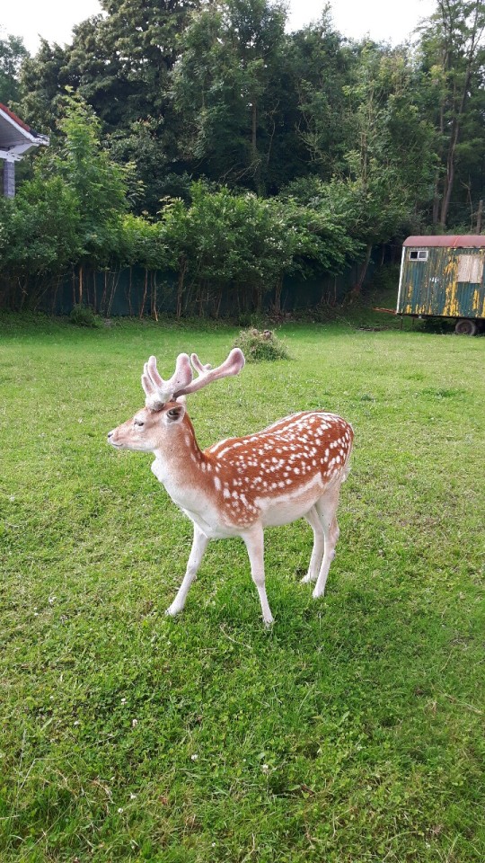 Un Jeune Cerf