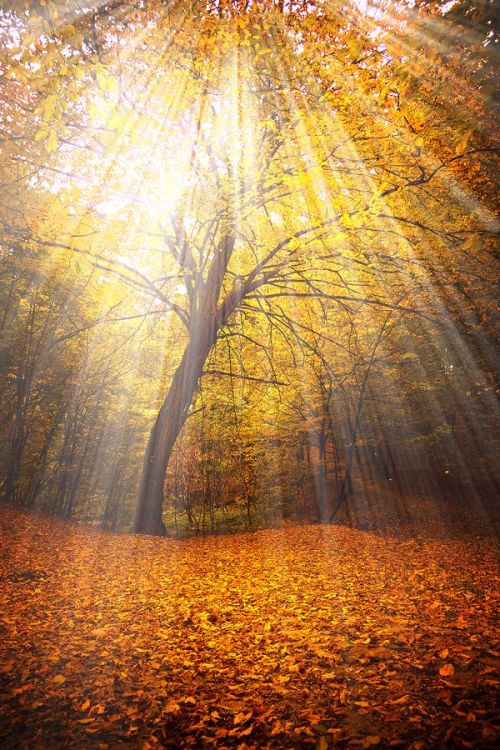 disminucion:  secret place 