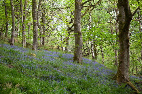 90377: Bluebells, Hardcastle Crags by Richard Carter