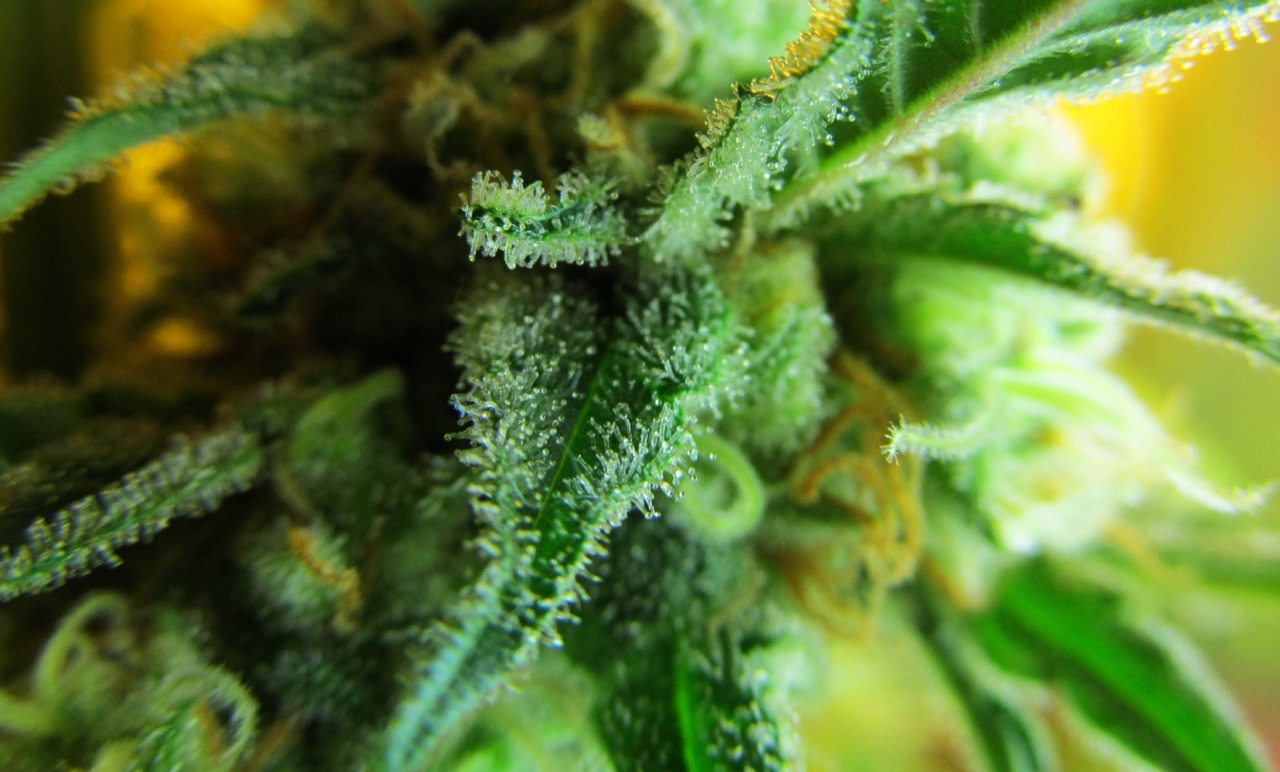 rebirthofalibra:  From Seed to Weed 