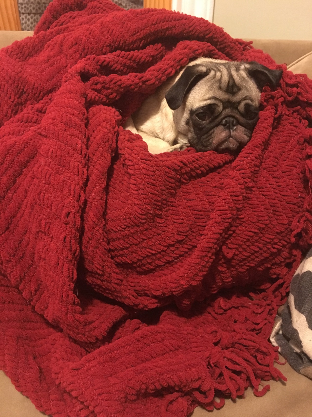 randyhaddock:  Dexter loves his blankie. He’s all snuggled up and ready for bed.