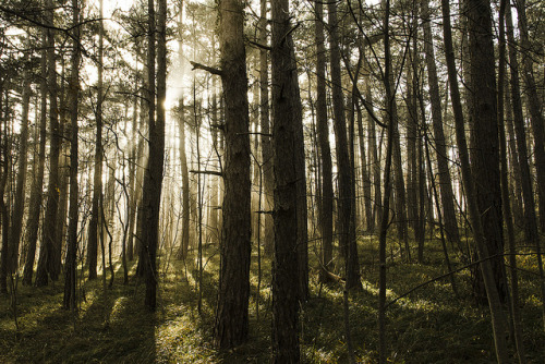 Secret forest by miroslav0108 on Flickr.