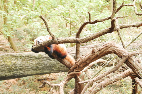 officerstilinskihale:Red Pandas at the Bronx Zoo (5.12.14)