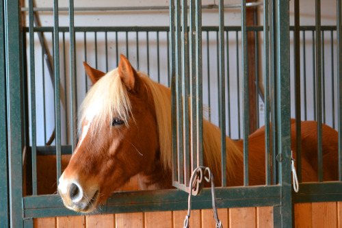 New haffie pony at Kaitlyn&rsquo;s barn!