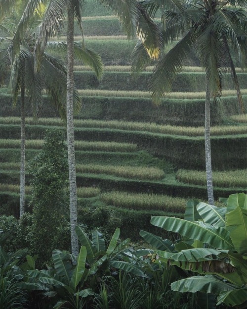 Bali Rice Terraces, Photographed By Minh T