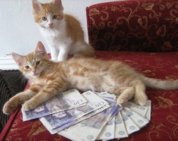 cashcats.biz