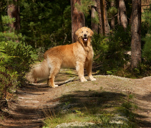 Golden Retriever Standing on a Driveway in the Forest por scattered1 Por Flickr: Liam was 3.5 years 