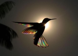 everythingstarstuff: Sunlight passing through the wings of a Black Jacobin Hummingbird forms a prism of rainbows. (Photo Credit: Christian Spencer) 